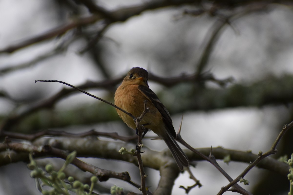 Buff-breasted Flycatcher - ML443537681