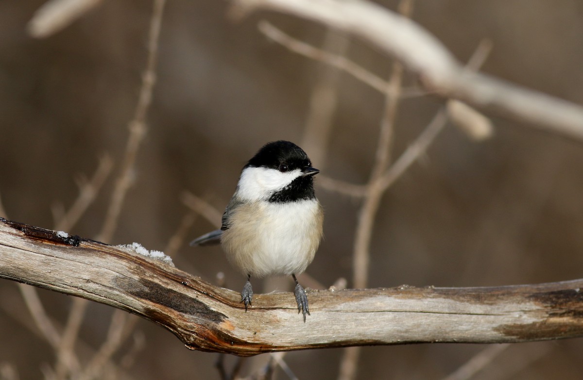 Black-capped Chickadee - ML44353811