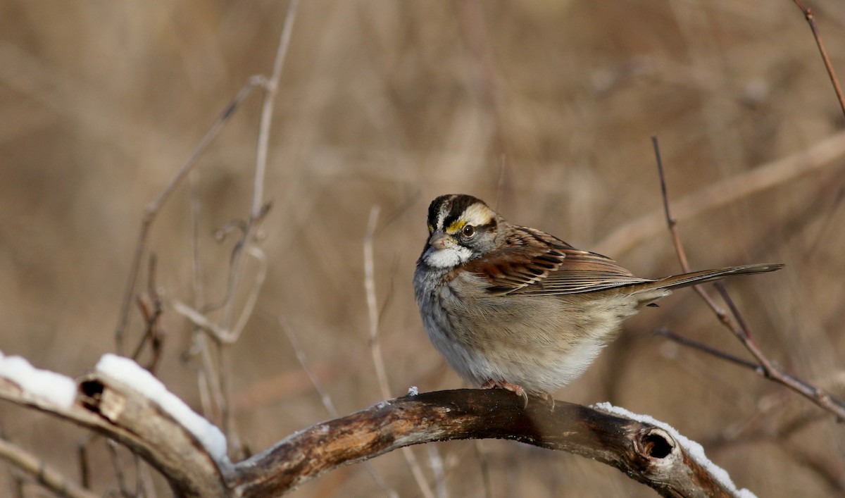 White-throated Sparrow - Jay McGowan