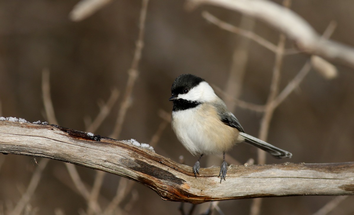 Black-capped Chickadee - ML44353861