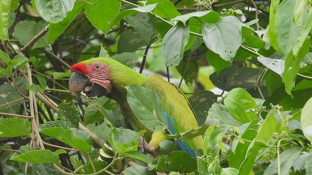 Great Green Macaw - ML443538821