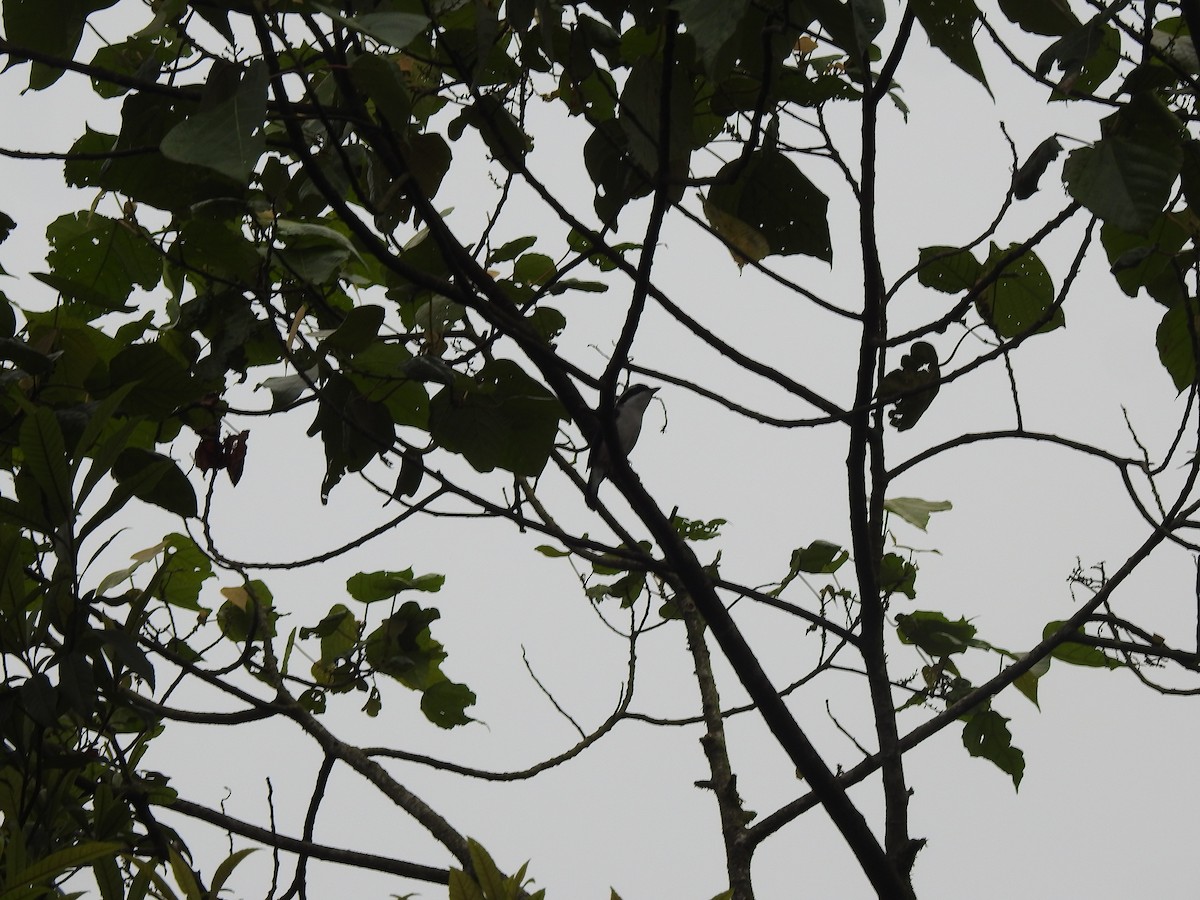 White-browed Shrike-Babbler (Himalayan) - ML443539001