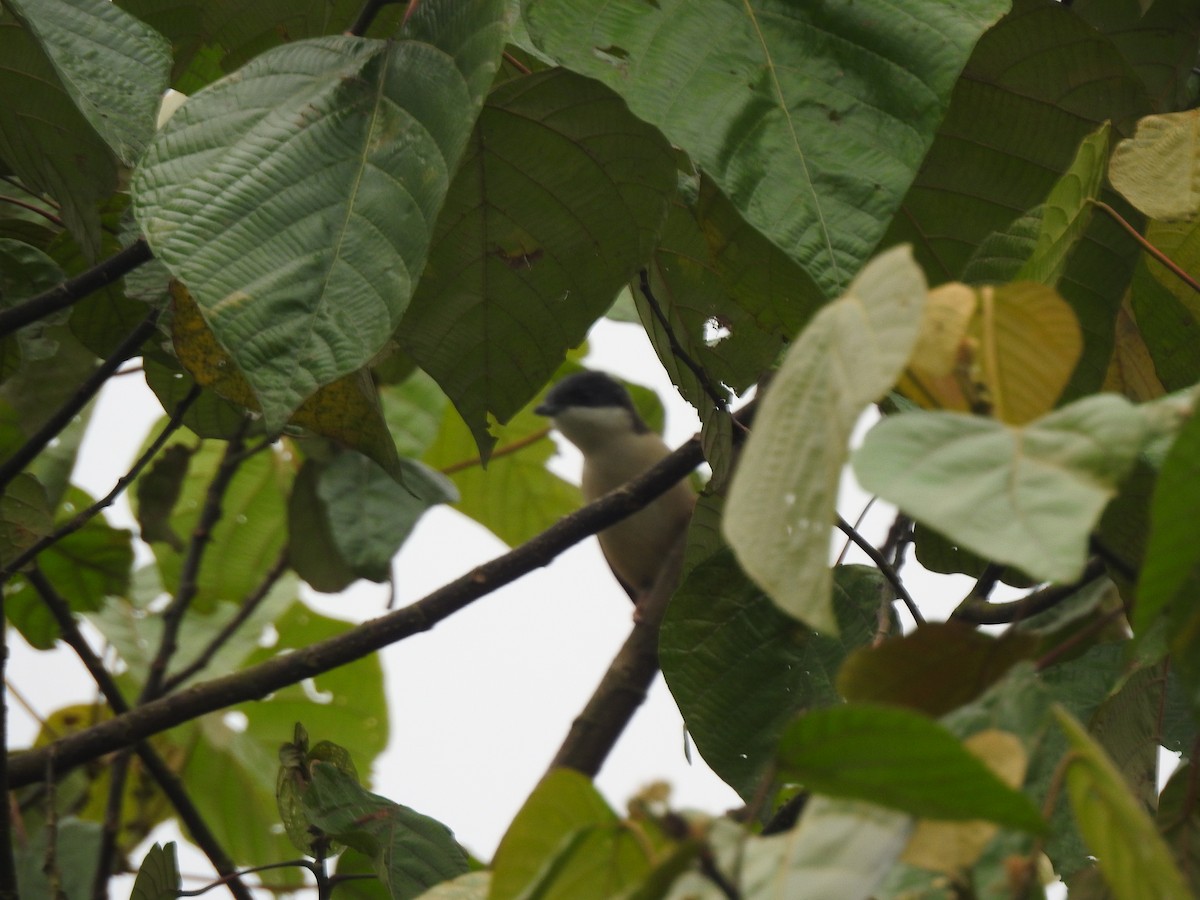 White-browed Shrike-Babbler (Himalayan) - ML443539011