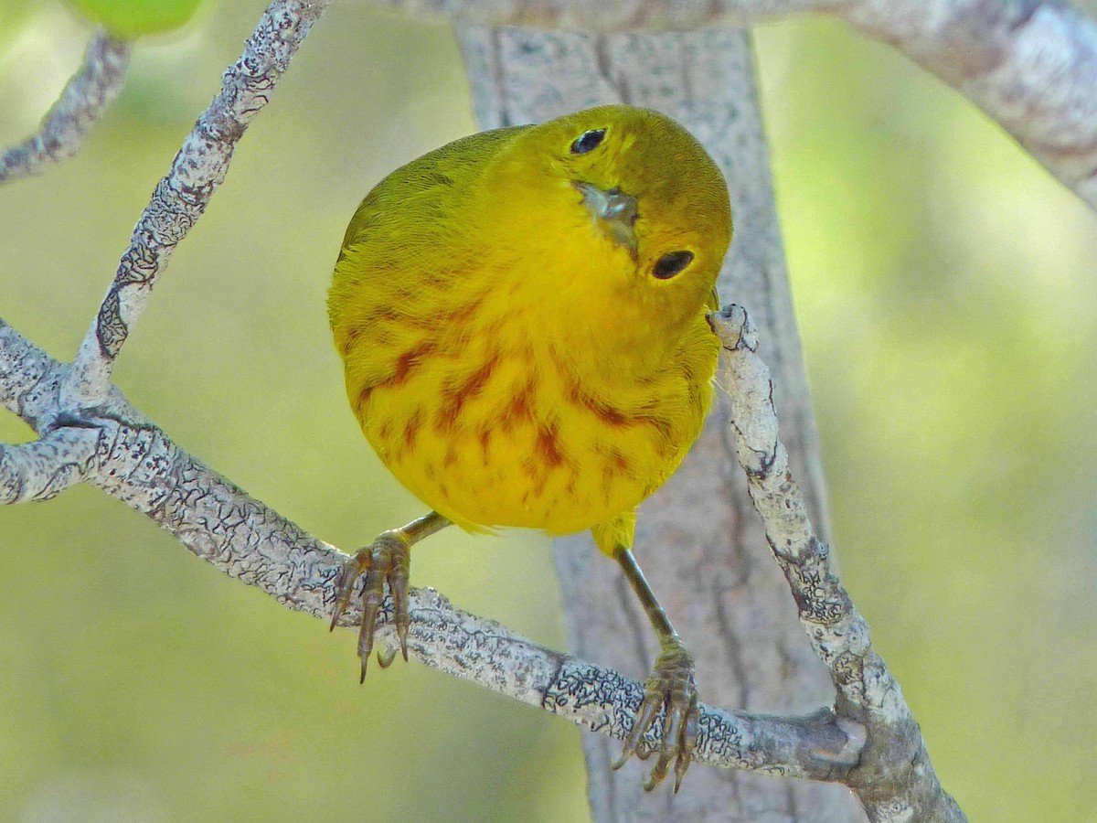 Northern/Mangrove Yellow Warbler - ML44353921