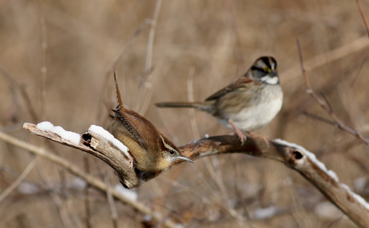 Carolina Wren - ML44353971