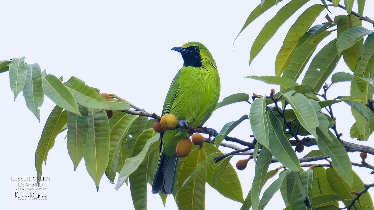 Lesser Green Leafbird - Kenneth Cheong