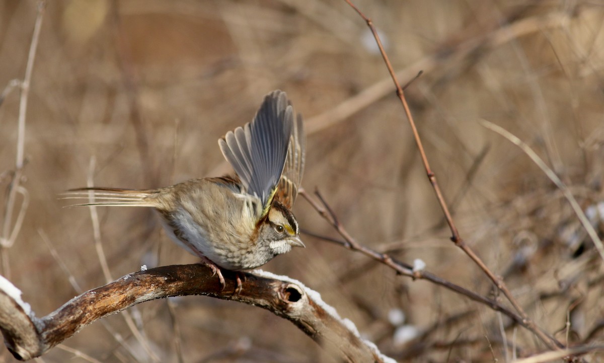 White-throated Sparrow - Jay McGowan