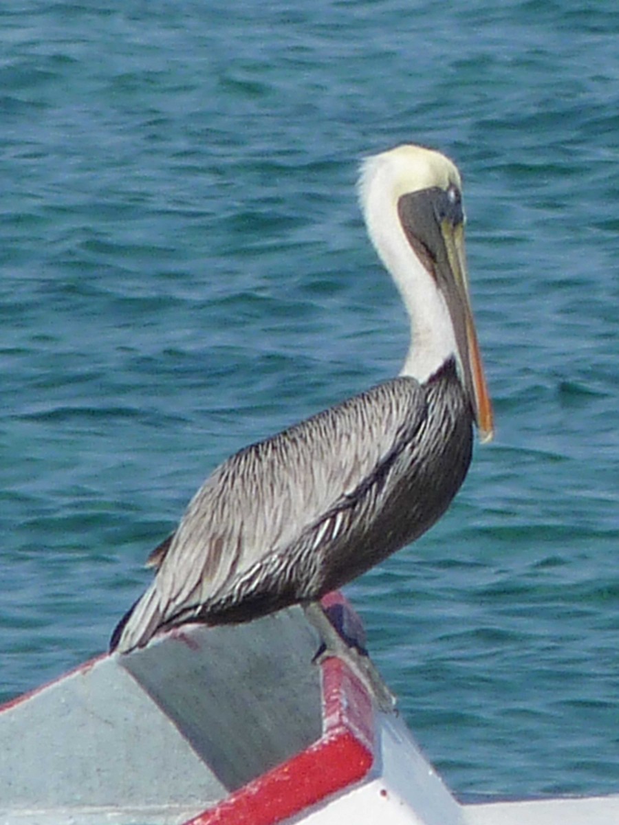 pelikán hnědý - ML44354091