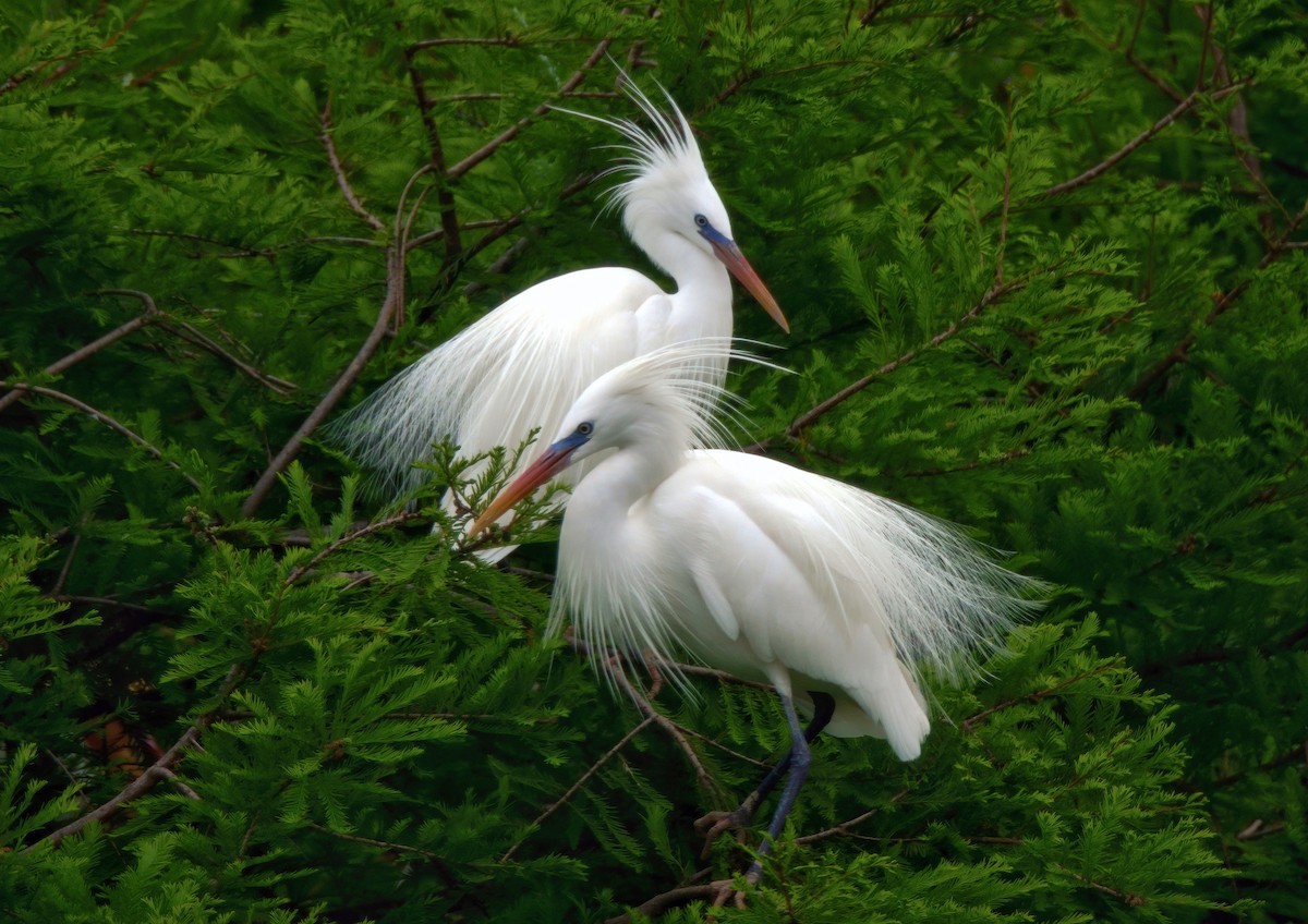 Chinese Egret - ML443541121