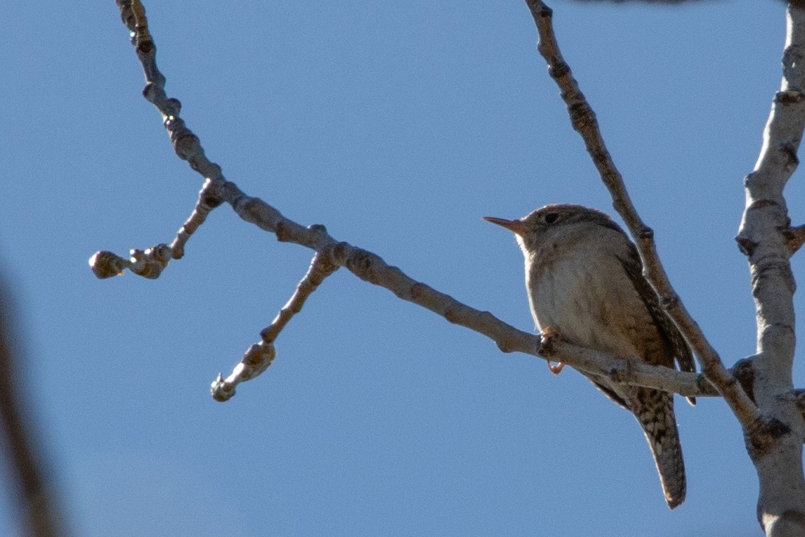 House Wren - Jeff Hullstrung