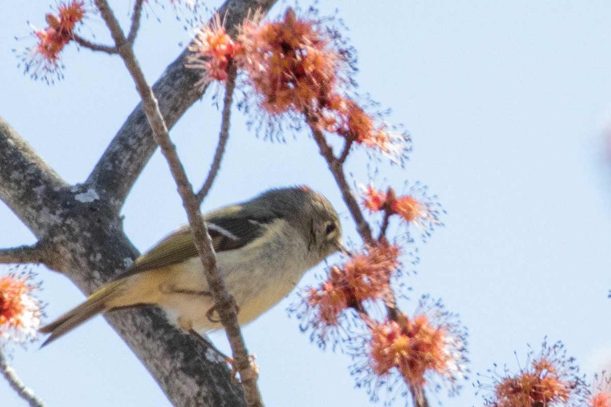 Ruby-crowned Kinglet - Jeff Hullstrung