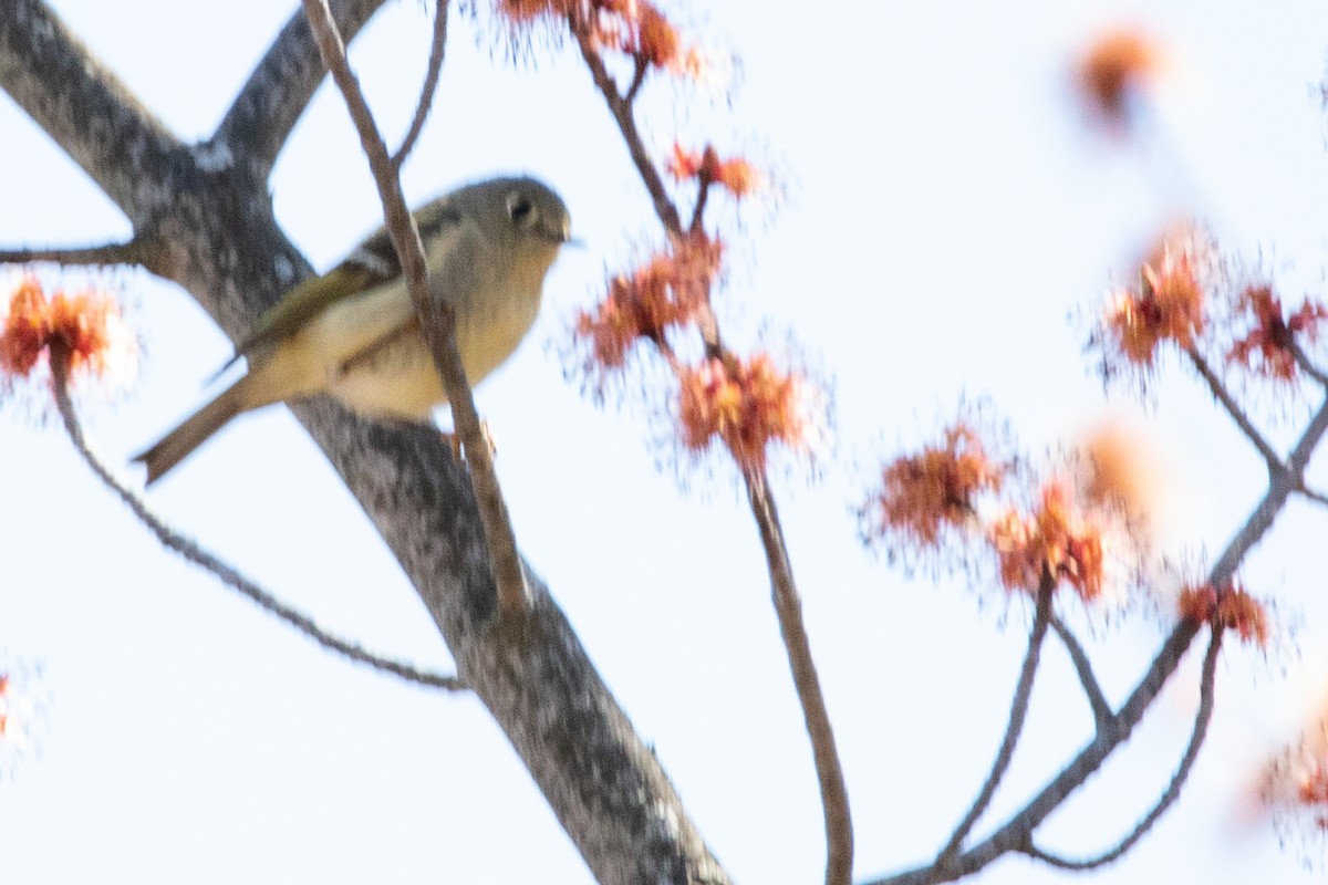 Ruby-crowned Kinglet - Jeff Hullstrung