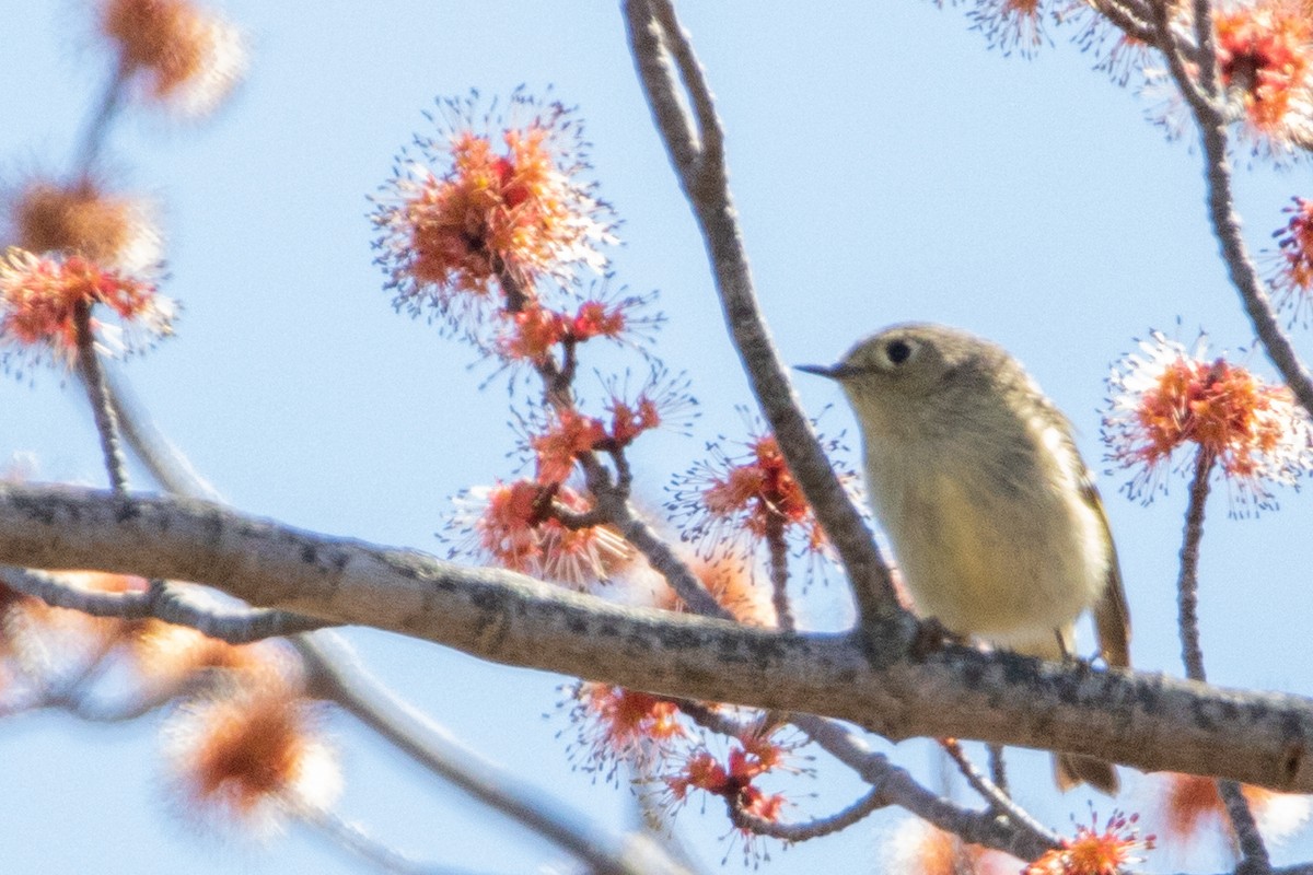 Ruby-crowned Kinglet - Jeff Hullstrung