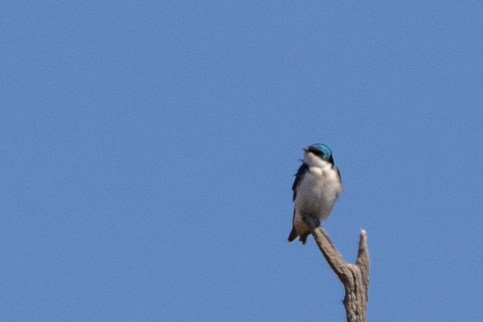 Tree Swallow - ML443541601