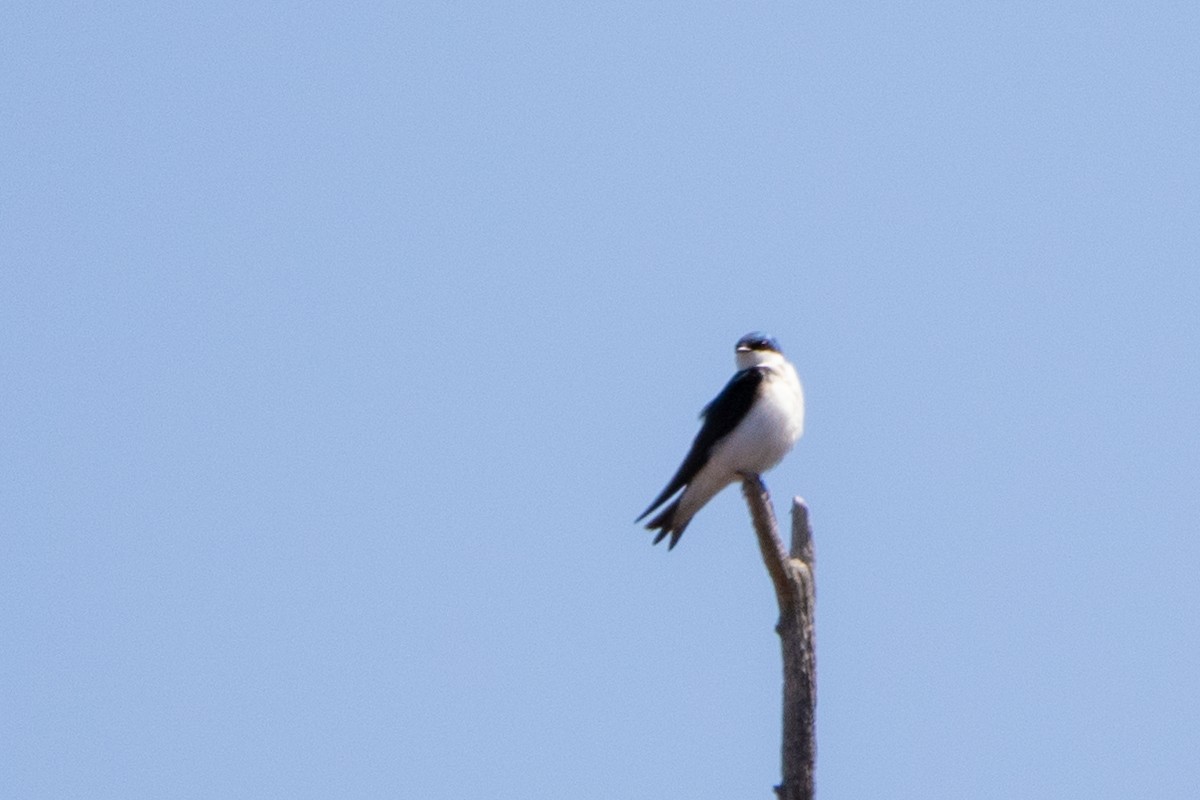 Golondrina Bicolor - ML443541611