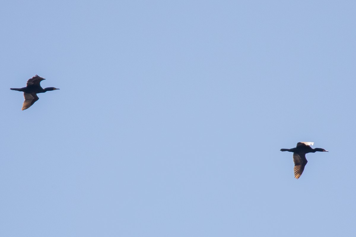 Double-crested Cormorant - Jeff Hullstrung