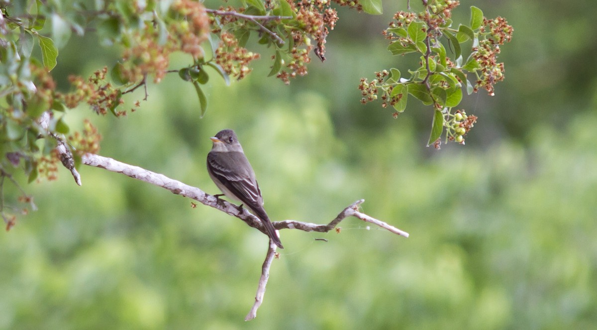 Eastern Wood-Pewee - Louise Moreno