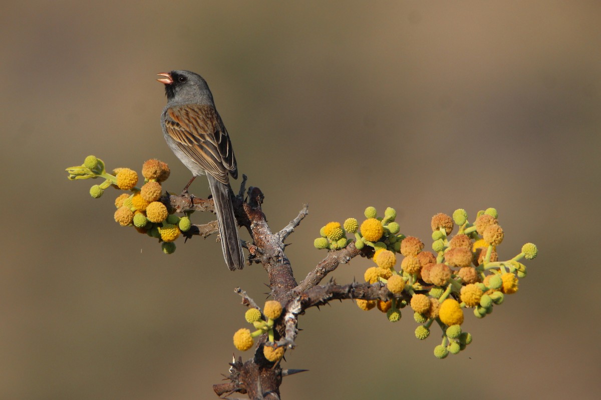 Black-chinned Sparrow - Paul Lewis