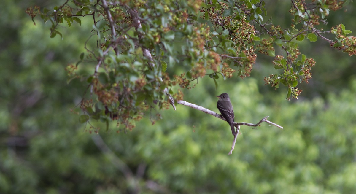 Eastern Wood-Pewee - Louise Moreno