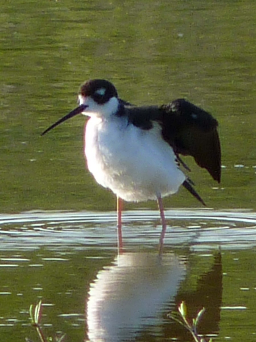 Cigüeñuela Cuellinegra - ML44354321