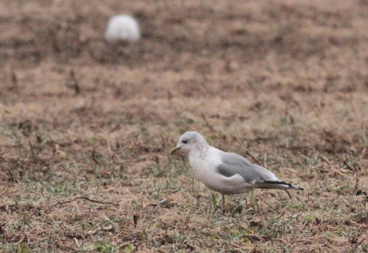 Common/Short-billed Gull - ML44354391