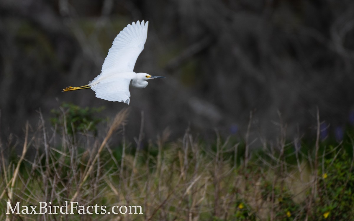 Snowy Egret - ML443545251