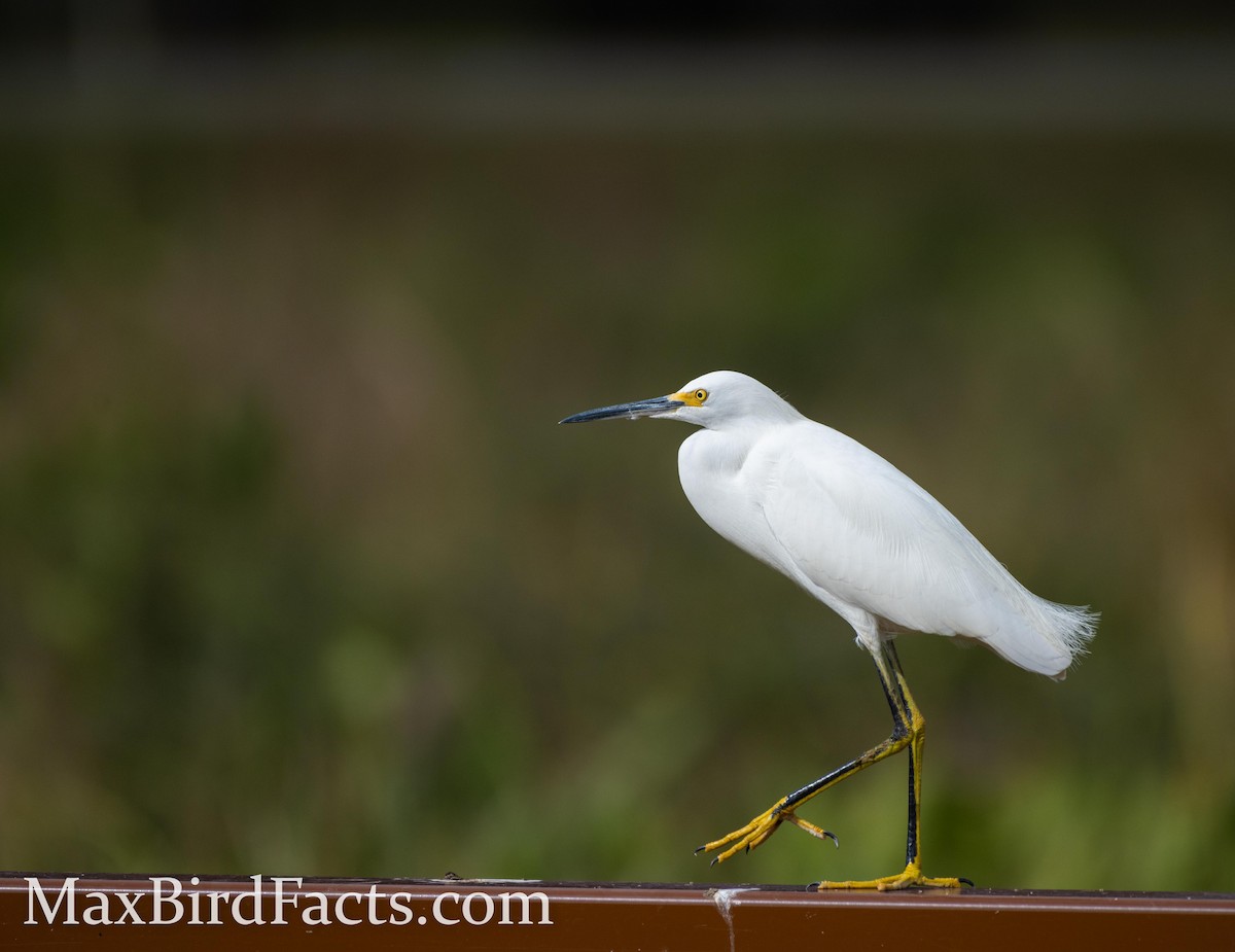 Snowy Egret - ML443545261