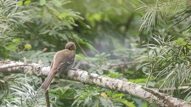 タカネキクタイランチョウ - ML443545271