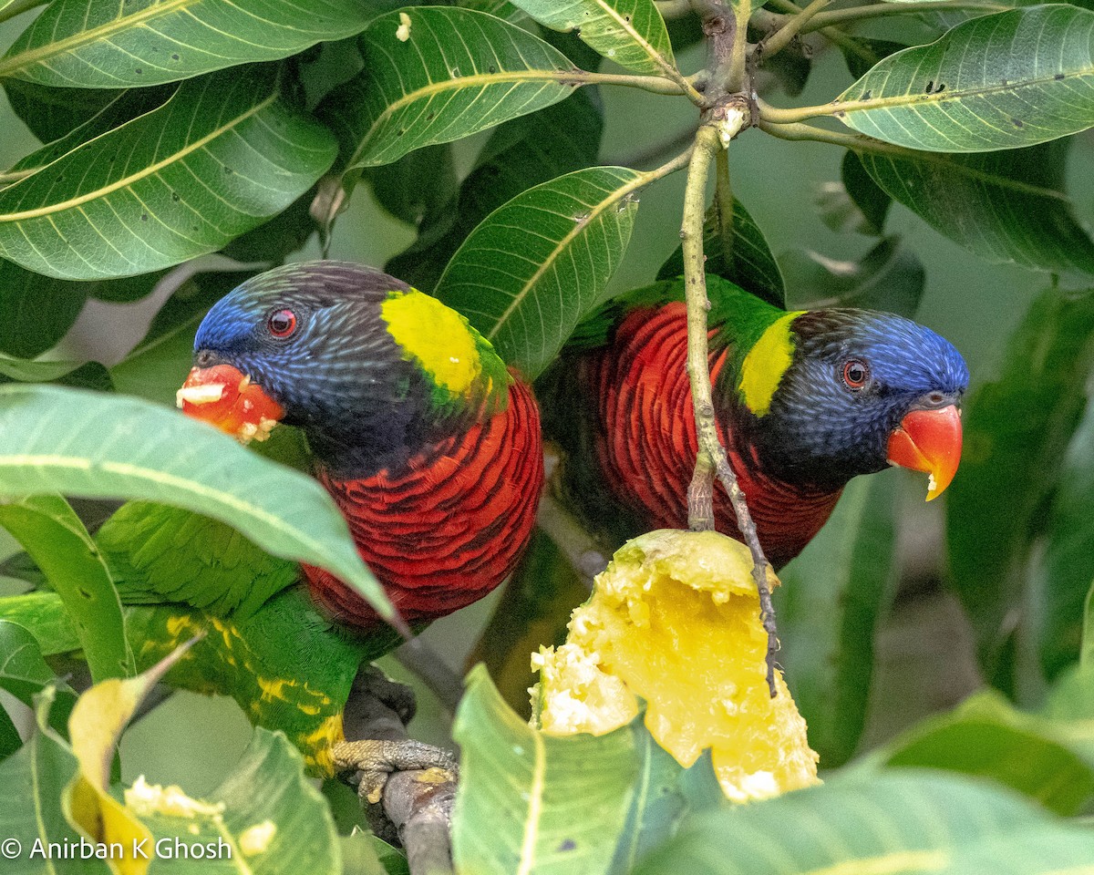 Coconut Lorikeet - Anirban K Ghosh