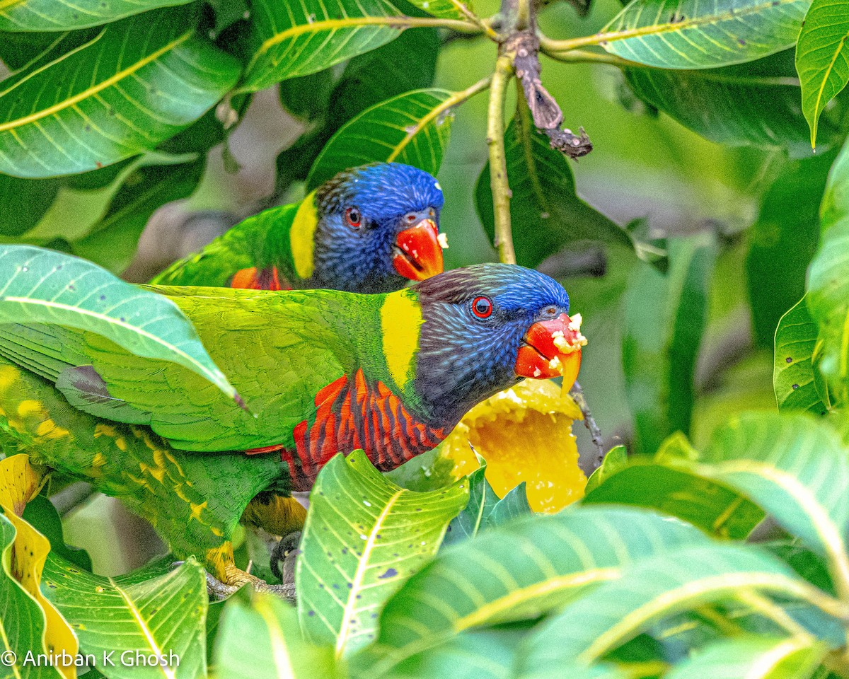 Coconut Lorikeet - Anirban K Ghosh