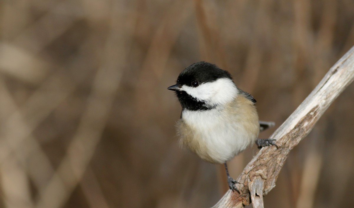 Mésange à tête noire - ML44354561