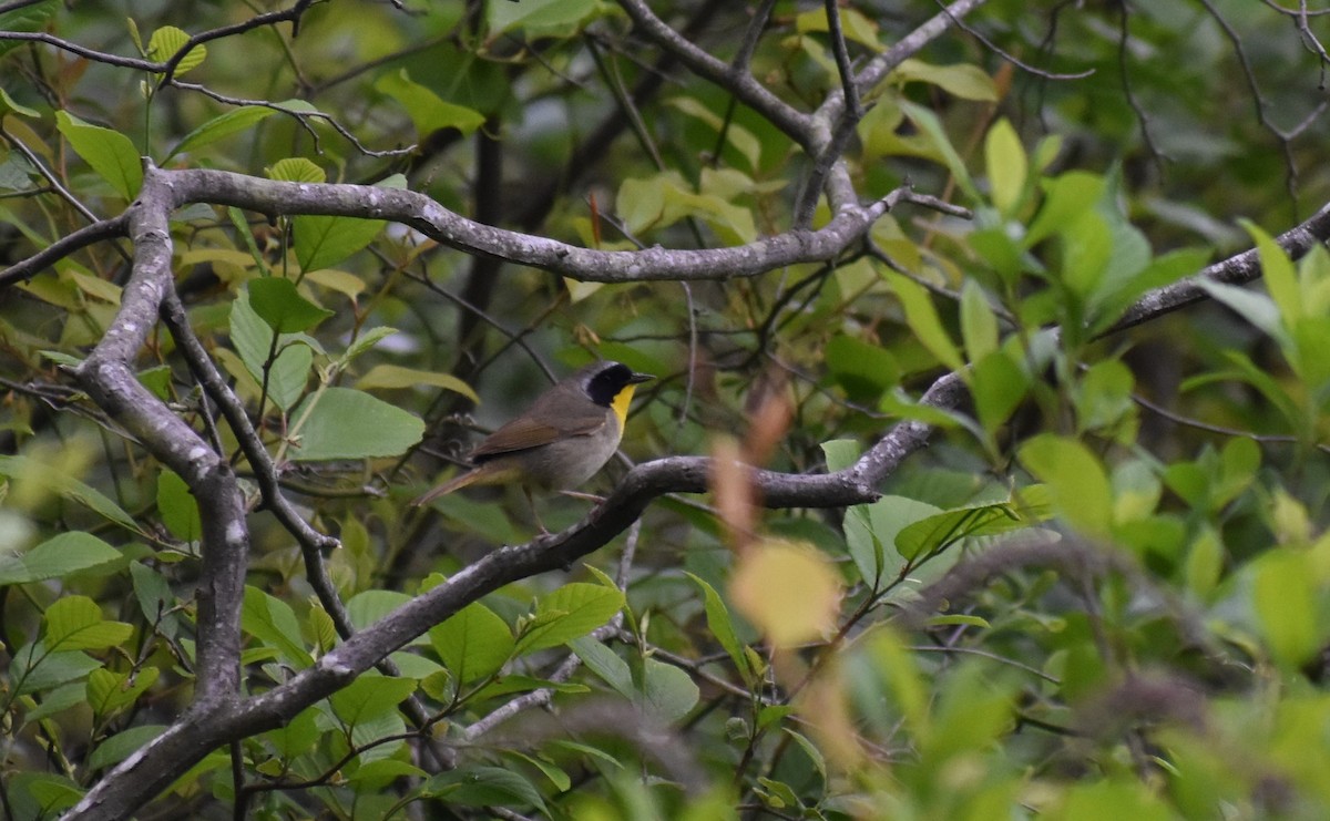 Common Yellowthroat - ML443545931