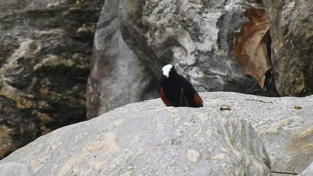 White-capped Redstart - ML443546131