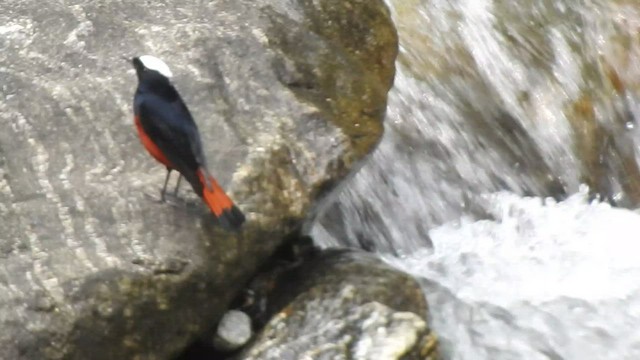 White-capped Redstart - ML443546231