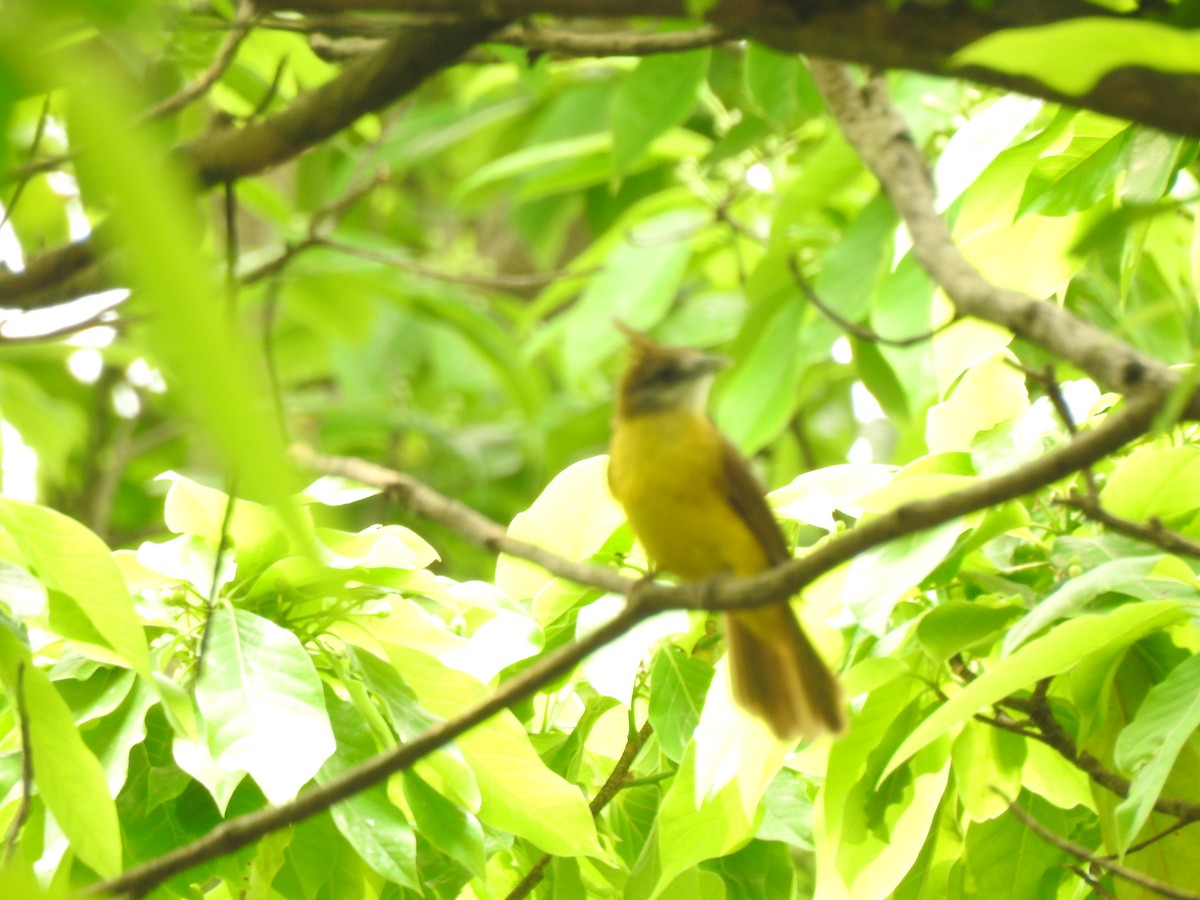 White-throated Bulbul - ML443546261