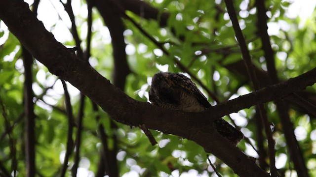 Jungle Nightjar - ML443547751