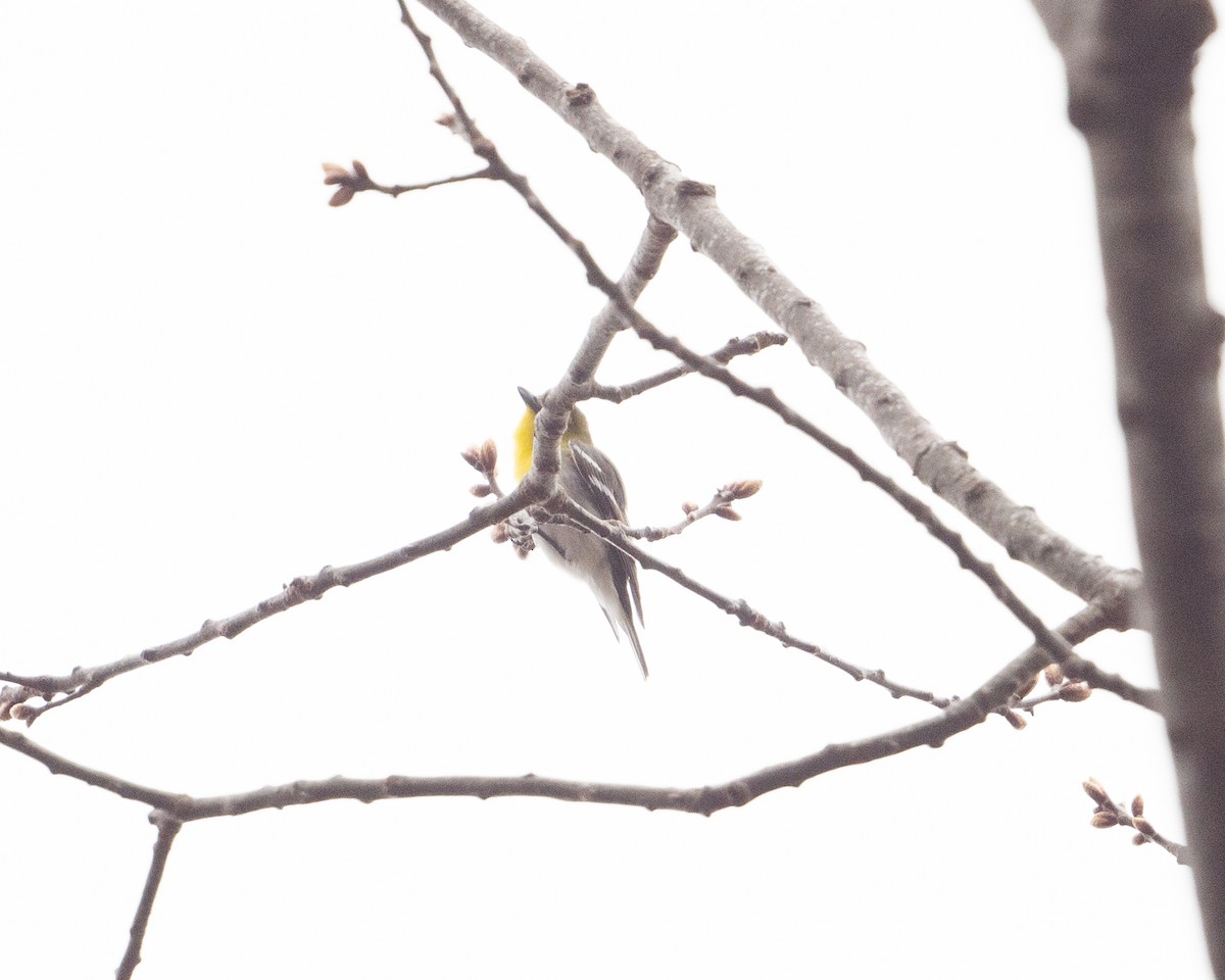 Yellow-throated Vireo - ML443547821