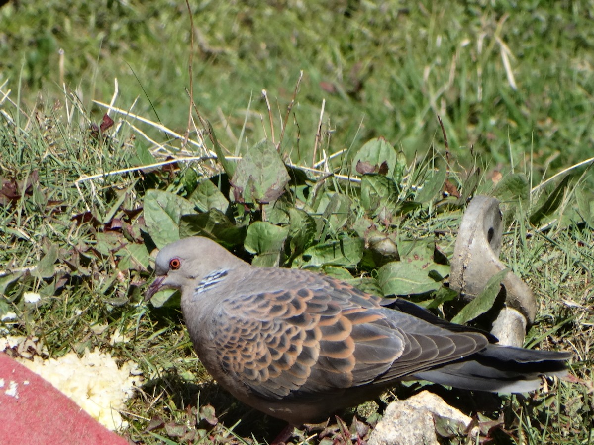 金背鳩 - ML443548181