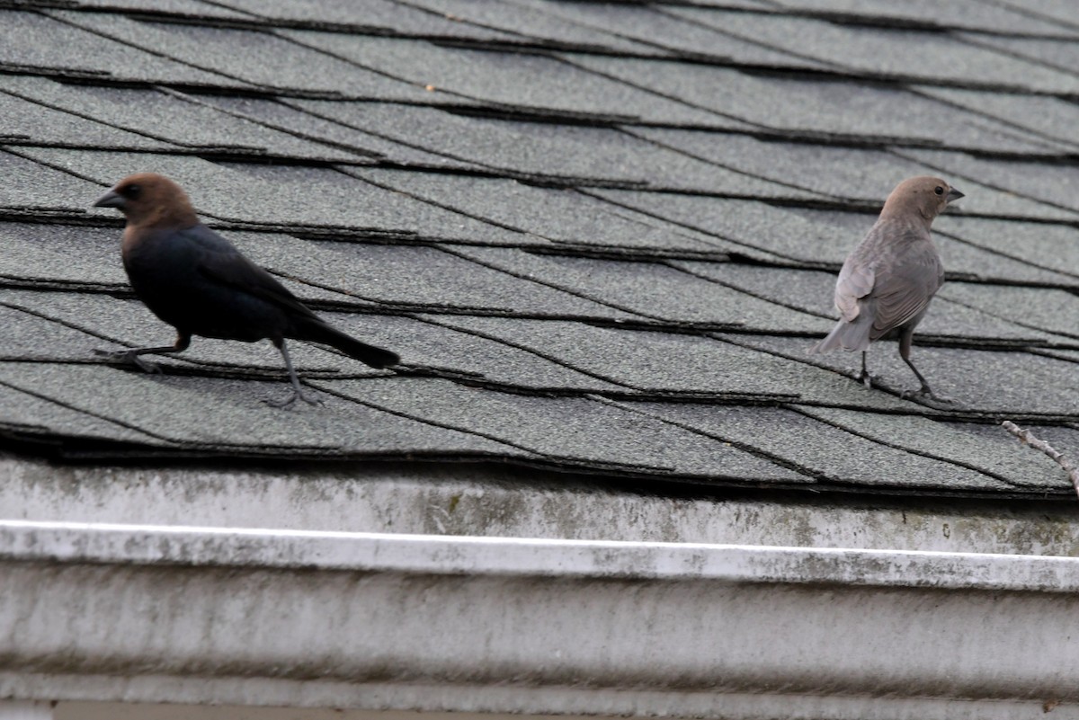 Brown-headed Cowbird - ML443548531