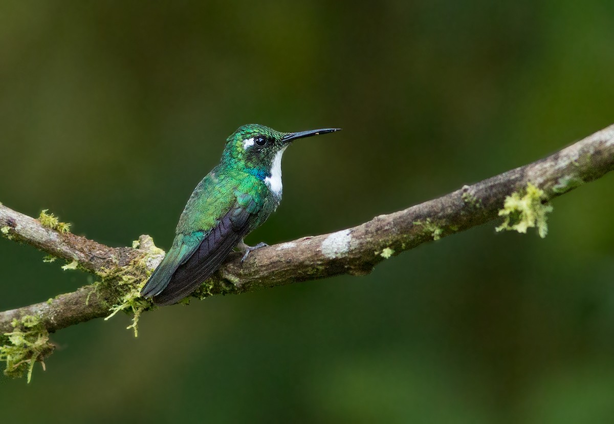 White-throated Daggerbill - Suzanne Labbé