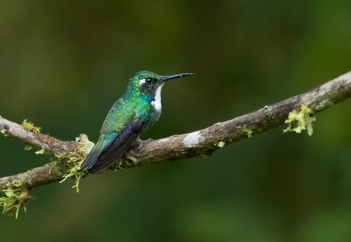 White-throated Daggerbill - ML44354881