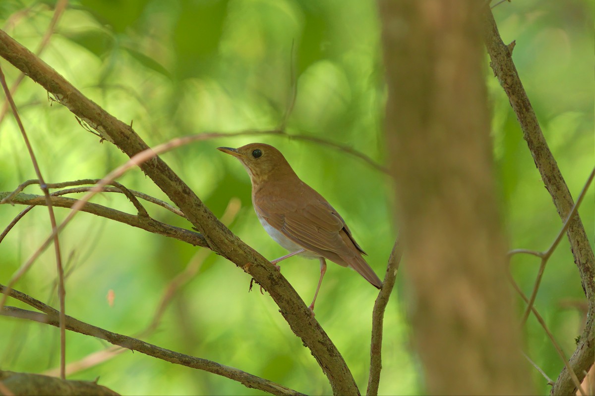 Veery - ML443548911