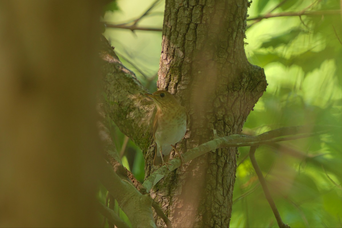 Veery - ML443548921