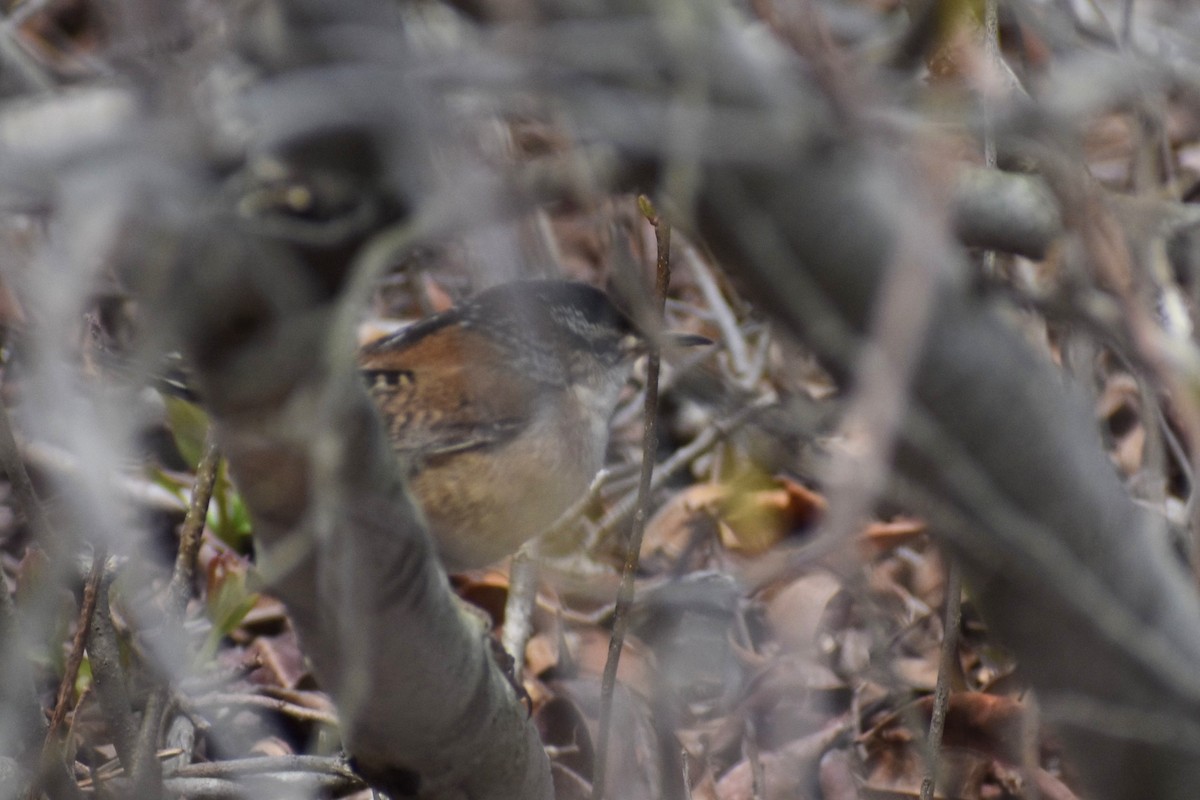 Marsh Wren - Benjamin Ashin