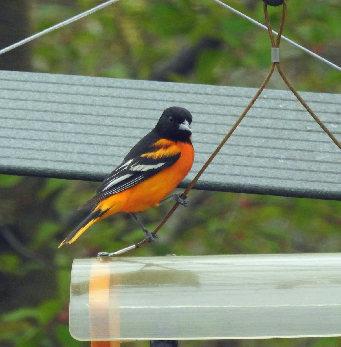 Baltimore Oriole - ML443549171