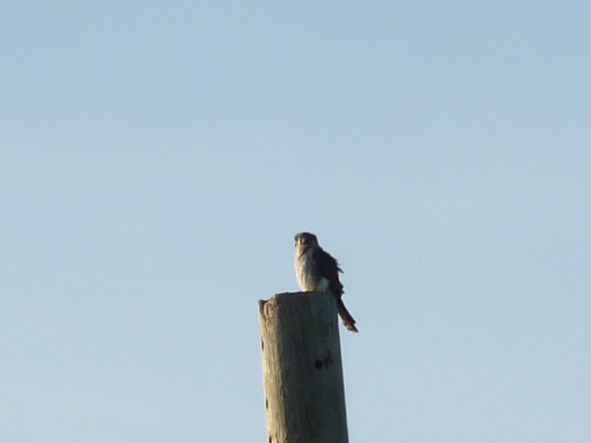 American Kestrel - ML44354921