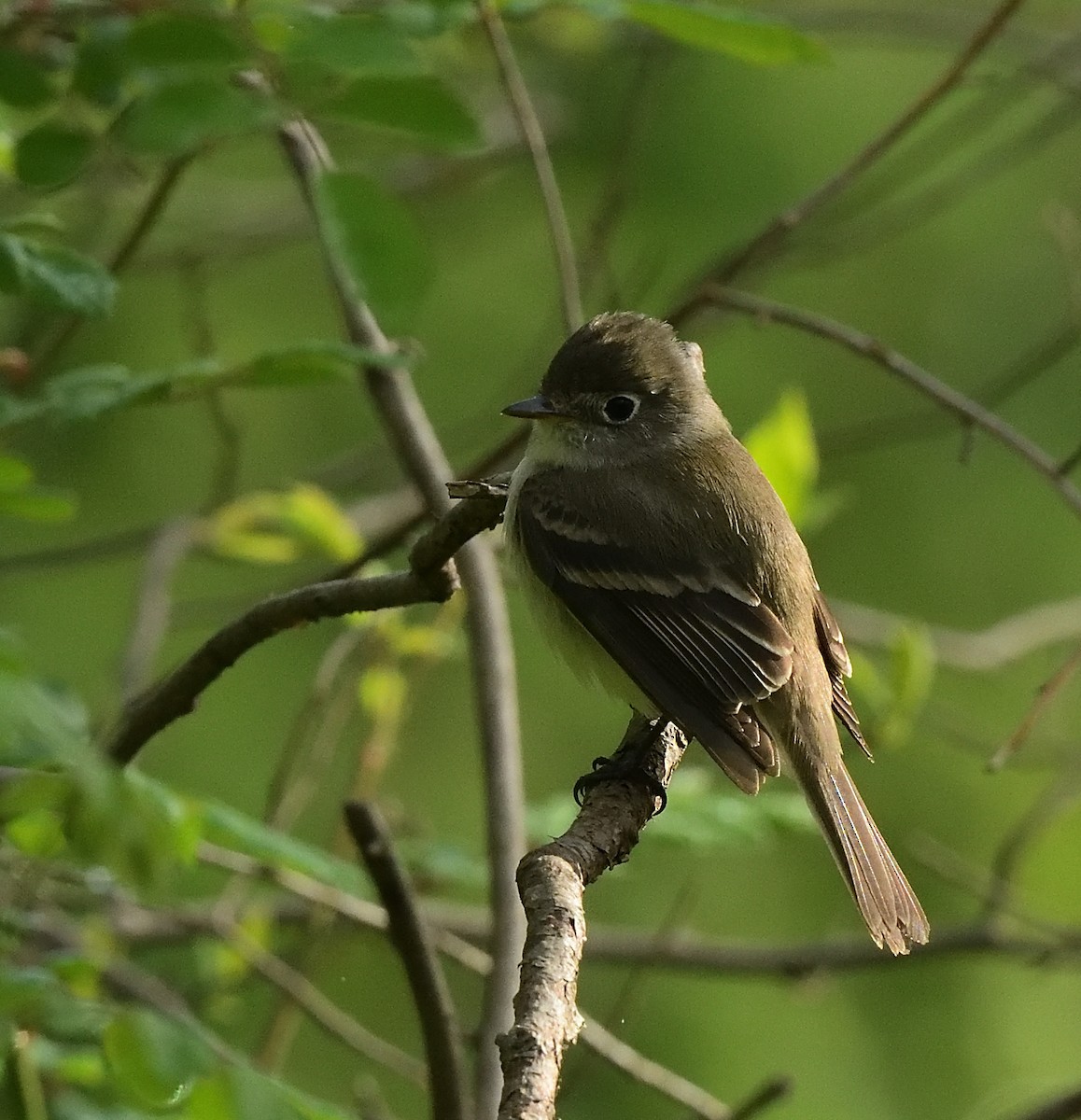 Least Flycatcher - ML443549691