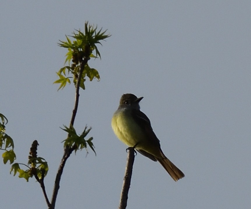 Great Crested Flycatcher - ML443549721