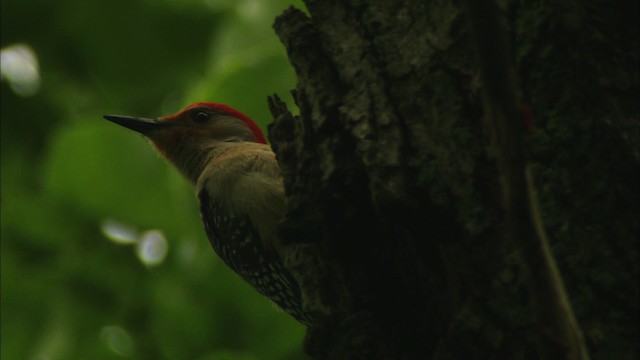 Red-bellied Woodpecker - ML443550