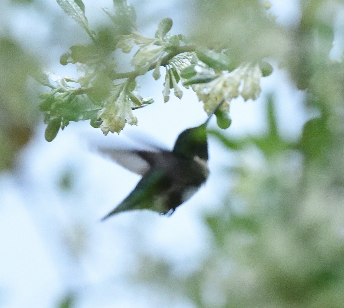 Ruby-throated Hummingbird - ML443550031